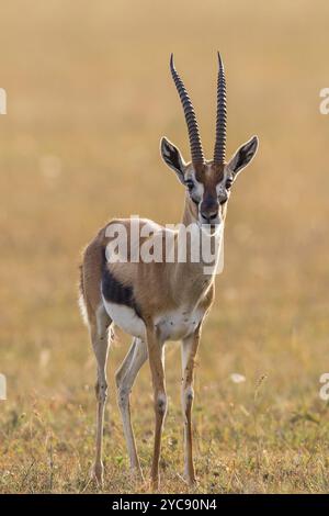 Male Thomson's Gazelle on the Masai Mara Kenya Stock Photo - Alamy