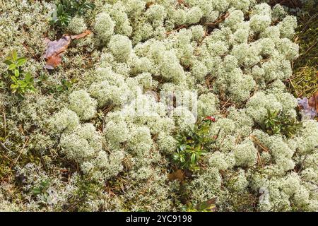 Cladonia Stellaris growing on the ground in the forest Stock Photo
