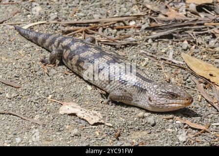 Blotched blue-tongue lizard (Tiliqua nigrolutea) is the largest lizard species occurring in Tasmania, Australia, Oceania Stock Photo