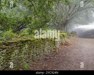 Moss-covered dry-stone wall in a foggy autumn morning, Ferreiros, Galicia, Spain, Europe Stock Photo