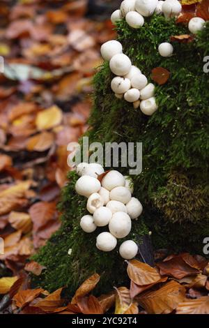 Pear russula (Apioperdon pyriforme), many fruiting bodies on tree stump with moss, Velbert, North Rhine-Westphalia, Germany, Europe Stock Photo