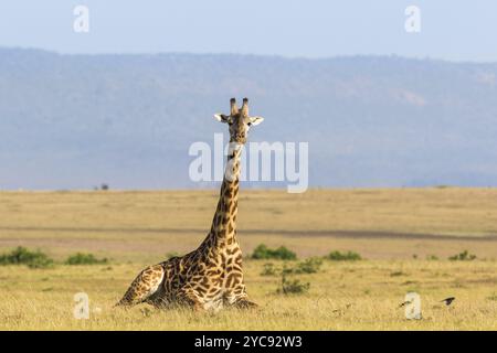 Giraffe lying down on the savanna landscape in Masai Mara Stock Photo