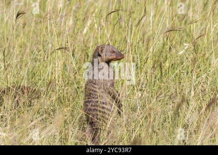 Banded mongoose standing up in the grass and scouts Stock Photo