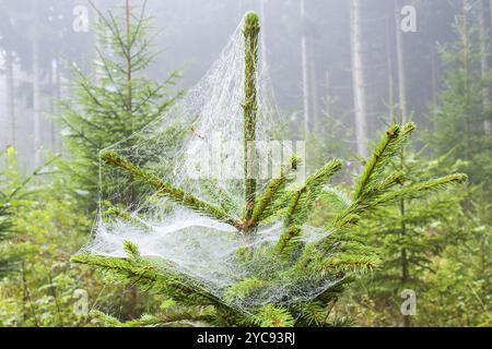 Spruce tree with spider web in a forest Stock Photo