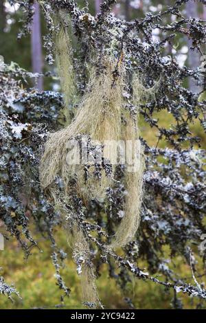 Beard lichen on branches in woods Stock Photo