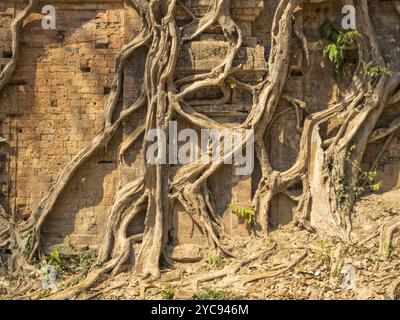 Overgrown temple in Prasat Sambor, Sambor Prei Kuk, Cambodia, Asia Stock Photo