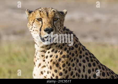 Cheetah sitting and looking at the savannah Stock Photo