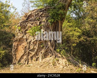 Overgrown temple in Prasat Sambor, Sambor Prei Kuk, Cambodia, Asia Stock Photo