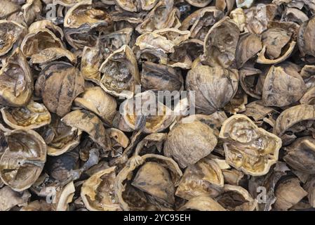 Close up view of shattered walnut shells. Textured background of drought walnut shells Stock Photo