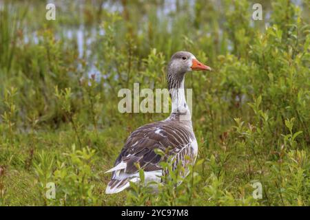 Hybridized goose in a meadow Stock Photo