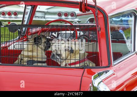 Dogs in a cage in the trunk of an old classic car Stock Photo