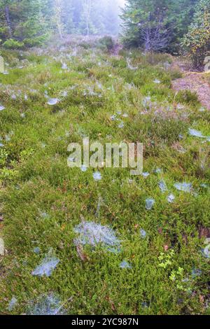 Spider web with dew on the forest floor Stock Photo