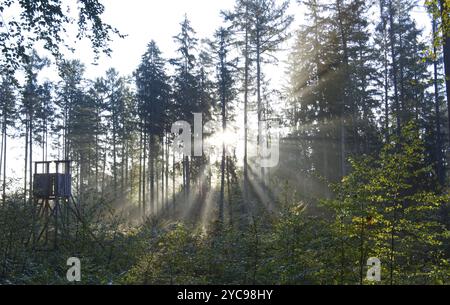 Sunbeams break through the fog in the forest Stock Photo