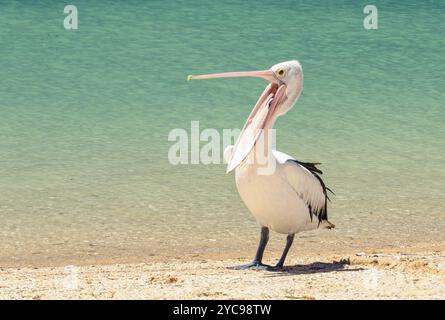 Australian pelican on the beach with his mouth wide open, Monkey Mia, WA, Australia, Oceania Stock Photo