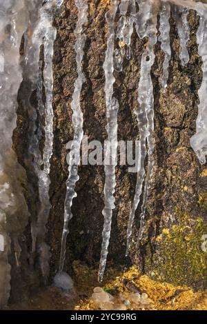 Icicles on a tree stump in sunshine Stock Photo