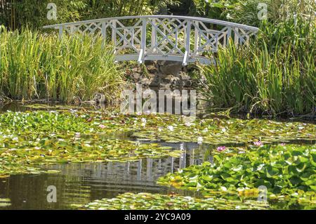 Footbridge over the Lily Pond in the Royal Tasmanian Botanical Gardens within the Queens Domain, Hobart, Tasmania, Australia, Oceania Stock Photo