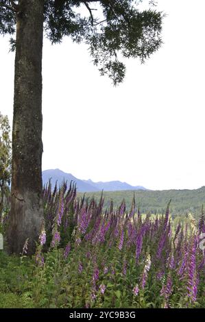 Foxglove plants, South Island, New Zealand Stock Photo - Alamy