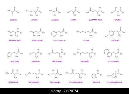 Amino acid chemical molecules and essential chain structures, vector molecular formula. Glycine, lysine and glutamine, arginine and leucine amino acids molecular structures and chain formulas Stock Vector