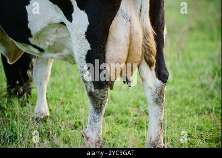 A close-up view of a dairy cow's udder in a pasture. The image shows the lower half of the cow standing in muddy soil, representing agriculture and Stock Photo