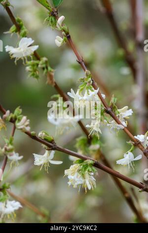 Lonicera fragrantissima, winter-flowering honeysuckle, pairs of fragrant, 2-lipped creamy-white flowers in winter Stock Photo