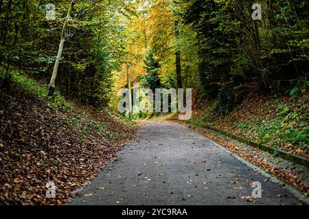 A path through a forest with leaves on the ground. The path is empty and the trees are tall Stock Photo