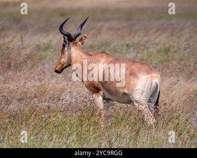 Red hartebeest (Alcelaphus buselaphus) standing in the savannah of the Serengeti National Park. Stock Photo