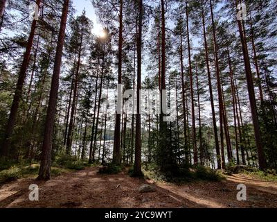 Tent with hammock under the pine trees with beautiful summer sunlight. Scene with tourist camping in green forest near the lake. Outdoor Lifestyle vac Stock Photo