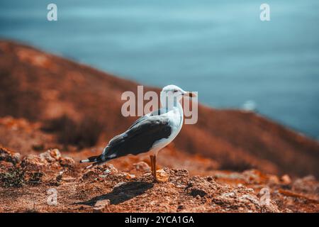 Travel in Berlengas, Portugal Stock Photo
