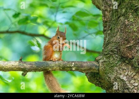 Red Squirrel (Sciurus vulgaris) cleaning paw in tree Scottish Highlands Stock Photo