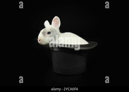 White rabbit peeks out of a black top hat celebrating halloween, carnival or new year. Isolated on black background Stock Photo