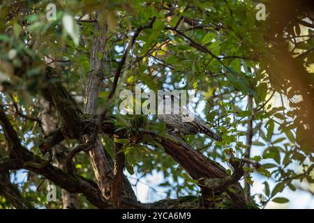 koklass pheasant or Pucrasia macrolopha closeup portrait high altitude bird in natural green background perch on tree at foothills of himalaya india Stock Photo