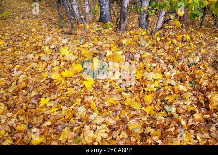 The maple leaves color paint the forest in brilliant yellow colors. Malmköping , Sweden Stock Photo