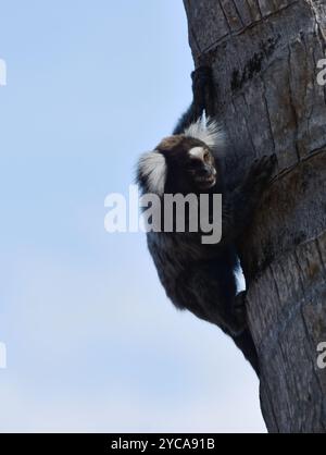 The black and white Wied's marmoset Callithrix kuhlii climbing a palm stem Stock Photo