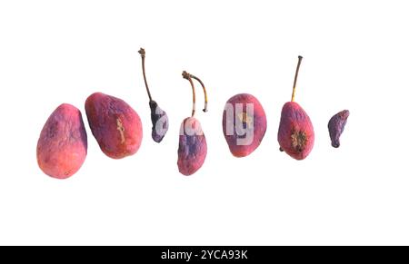 Taphrina pruni fungus infection by plum gall on purple plum fruit isolated on white background Stock Photo
