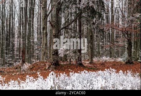 A frozen forest during the day, photographic art, wallpapers, paintings, textures,design Stock Photo