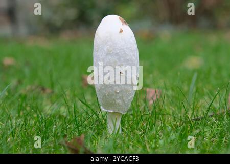 Shaggy Inkcap Mushroom Stock Photo