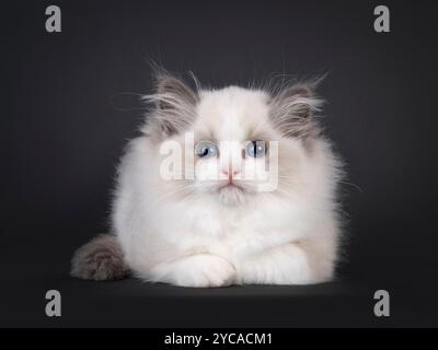 Cute fluffy Ragdoll cat kitten, laying down facing front. Paws folded under body. Looking straight to camera with dark blue eyes. Isolated on a black Stock Photo
