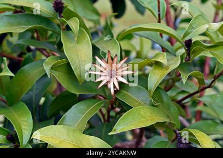 Dried flower on tropical garden in Ribeirao Preto, Sao Paulo, Brazil Stock Photo