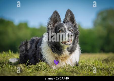 Front view of a collie dog lying on a grass field with her ears pricked up to attention. Stock Photo