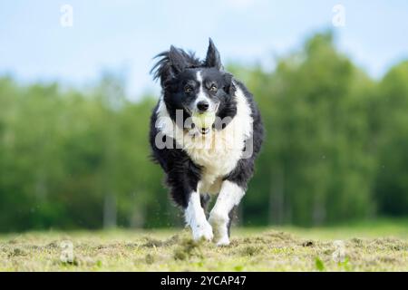 Front view of isolated border collie dog running towards the camera on a grass field, tennis ball in mouth. Stock Photo