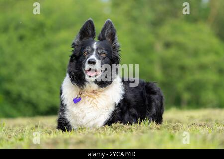 Front view of a collie dog lying on a grass field with her ears pricked up to attention. Stock Photo