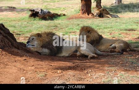 A flock of lions resting in the shade of trees in the midday heat Stock Photo