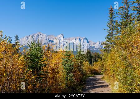 A trail through a forest with a mountain in background in autumn sunny day. Spring Creek Boardwalk, Policeman Creek Trail. Canmore, Alberta, Canada. Stock Photo