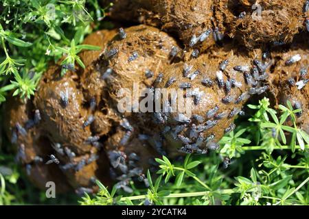 29.08.2024, Vogelsdorf, Brandenburg, GER - Fliegen auf Pferdemist. Pferdemist, Mist, Pferdeaepfel, Fliegen, Draufsicht, Vogelperspektive, Insekten, Ausscheidung, Dung, Exkremente, Kot, Gras, Fleischfliegen, Graue Fleischfliegen 240829D222VOGELSDORF.JPG *** 29 08 2024, Vogelsdorf, Brandenburg, GER Flies on horse manure Horse manure, dung, horse apples, flies, top view, birds eye view, insects, excretion, dung, excrement, feces, grass, flesh flies, gray flesh flies 240829D222VOGELSDORF JPG Stock Photo