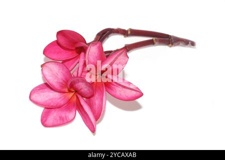 Pink frangipani Plumeria rubra flowers on white background Stock Photo