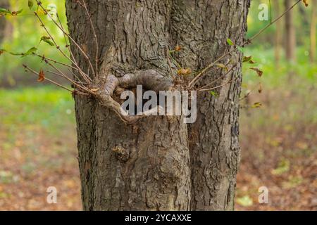 Close-up of a unique tree trunk with an intriguing natural hole and small branches growing from it in forest Stock Photo