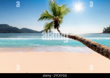 Beautiful palm tree over tropical beach at sunset in Caribbean island Stock Photo