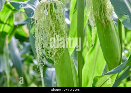 Fresh sweet corn on field Stock Photo