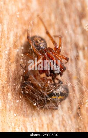 Macro shot showing two jumping spiders caught in a delicate web, emphasizing intricate details and natural colors Stock Photo