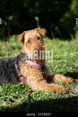 A charming Airedale Terrier dog lounges on a lush, green field under the sun at Rochers de Naye, enjoying the serene environment of the Swiss Alps Stock Photo